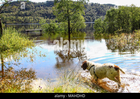 Ein Springer Spaniel Paddeln in einem Schottischen loch Abkühlen Stockfoto