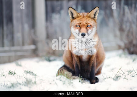 Nahaufnahme einer roten Fuchs im Schnee, Winter in Großbritannien. Stockfoto