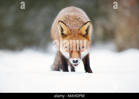 Nahaufnahme einer roten Fuchs im Schnee im Winter, UK. Stockfoto