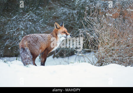 Nahaufnahme einer roten Fuchs im Schnee, Winter in Großbritannien. Stockfoto