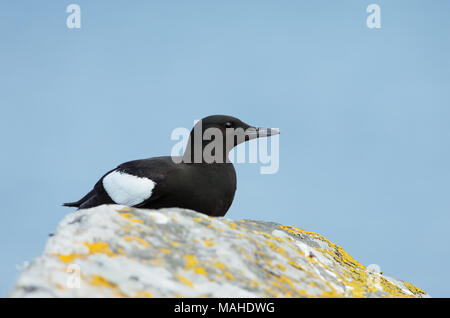 Nahaufnahme einer gryllteiste oder tystie (Cepphus Grylle) hocken auf einem Felsen an der Küste des Mousa, Shetland Inseln, Großbritannien Stockfoto