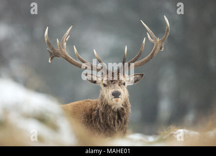 In der Nähe des Red Deer stag liegen auf einem Schnee im Winter, UK. Stockfoto