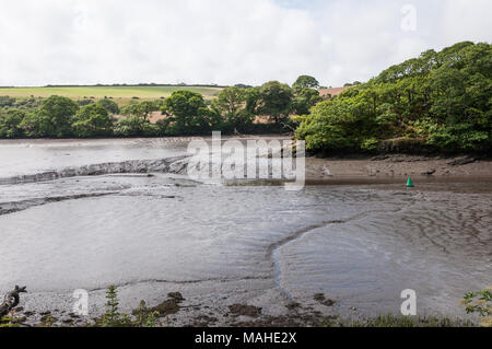 Freiliegende Wattenmeer bei Ebbe an Gweek in der Mündung des Helford, Cornwall, England, Großbritannien Stockfoto