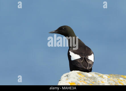 Nahaufnahme einer Gryllteiste sitzen auf einem Rock gegen den klaren blauen Himmel, Shetland Inseln, Großbritannien. Stockfoto