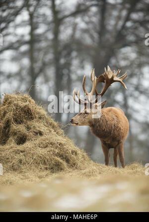 In der Nähe des Red Deer stag Heu essen von haystack im Winter, UK. Stockfoto