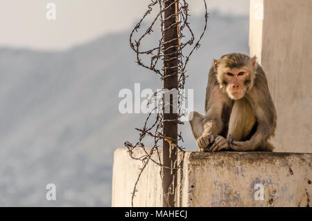 Scary Monkey direkt in die Kamera in Jaipur. Galtaji monkey Tempel mit Stacheldraht Neben gefährlich/böse suchen Monkey Stockfoto