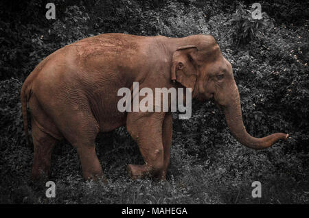 Sri Lankan Elephant Safari in Huluru Eco Park, Sri Lanka. Einsame männliche Elefanten Stockfoto