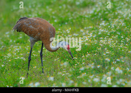 Sandhill Crane (Grus canadensis) Jagd in der Wiese, E USA, von Bill Lea/Dembinsky Foto Assoc Stockfoto