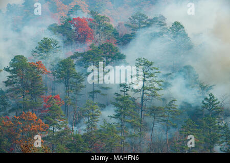 Rauch füllen die Luft von Waldbränden, Great Smoky Mountains NP, TN, USA, von Bill Lea/Dembinsky Foto Assoc Stockfoto