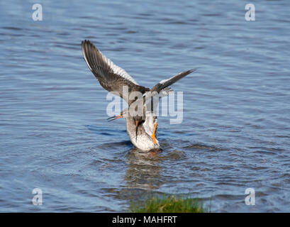 Rotschenkel Tringa totanus,, Paarung, Morecambe Bay, Lancashire, Großbritannien Stockfoto