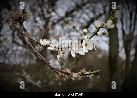 Blackthorn platzt in Blume - erste Zeichen der Feder Stockfoto