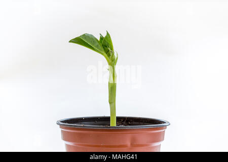 Bohne Sämling wächst in einem Topf. Stockfoto