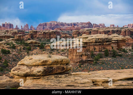 Die Nadeln, Canyonland National Park, Utah, USA, von Bruce Montagne/Dembinsky Foto Assoc Stockfoto