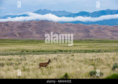 Hirsch (Odocoileus Hemionus), Buck, Great Sand Dunes NP, CO, USA, durch die Bruce Montagne/Dembinsky Foto Assoc Stockfoto