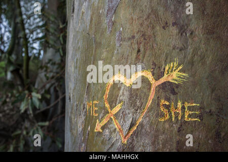 Birke mit geschnitzten Herz durchzogen von einer Liebe Pfeil und geschriebene Worte mich und Sie. Dies wurde frisch mit dem Messer schneiden Stockfoto