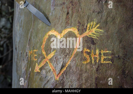 Birke mit geschnitzten Herz durchzogen von einer Liebe Pfeil und geschriebene Worte mich und Sie. Messer erstochen über Trunk Stockfoto