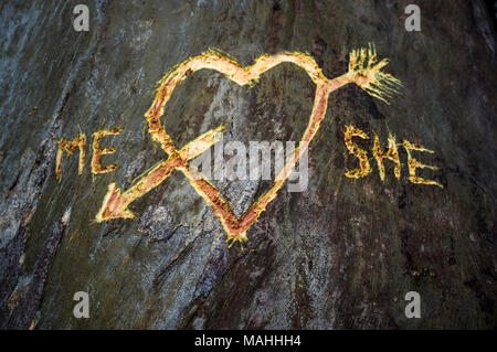 Birke mit geschnitzten Herz durchzogen von einer Liebe Pfeil und geschriebene Worte mich und Sie. Dies wurde frisch mit dem Messer schneiden Stockfoto