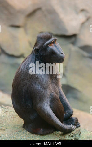 Sulawesi Macaque Stockfoto