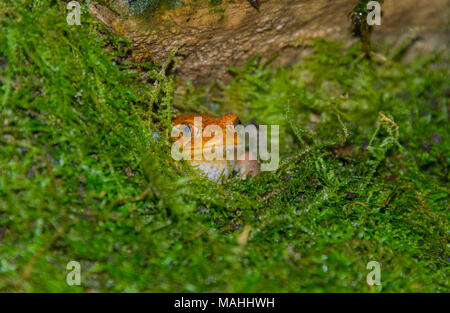 Tomate Frosch, Dyscophus guineti Stockfoto