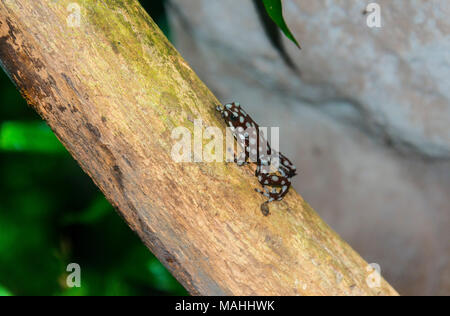 Marañón Giftfrosch Excidobates mysteriosus; Stockfoto