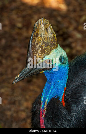 Southern cassowary, Cape Tribulation, QLD, Australien Stockfoto