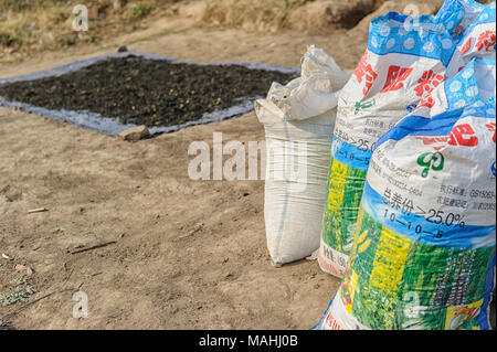 Große Taschen der getrockneten Teeblätter und Teeblätter trocknen in der Sonne an Taunggyi, Shan, Myanmar (Birma) Stockfoto