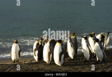 Eine Gruppe erwachsener König Pinguine stehen auf schwarzem Sand am Meer. Sie sind Sonnenbeschienenen. Stockfoto