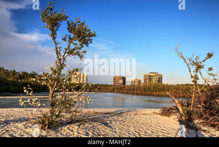 Muscheln auf einen Baum an einem Fluss zu den Ozean an Clam Pass in der Dämmerung in Naples, Florida Stockfoto