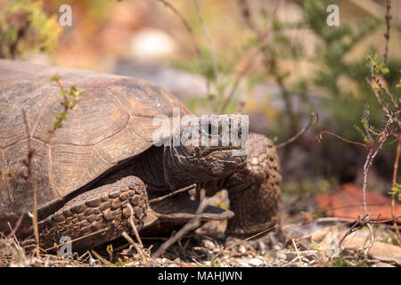 Florida Gopher Tortoise Gopherus polyphemus Grünfutter für Essen im Gras auf Bonita Springs, Florida Stockfoto