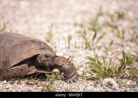 Florida Gopher Tortoise Gopherus polyphemus Grünfutter für Essen im Gras auf Bonita Springs, Florida Stockfoto