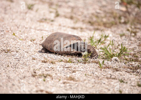 Florida Gopher Tortoise Gopherus polyphemus Grünfutter für Essen im Gras auf Bonita Springs, Florida Stockfoto