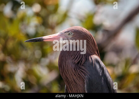 Little Blue heron Egretta caerulea Grünfutter für Essen zu Barefoot Beach in Bonita Springs, Florida. Stockfoto