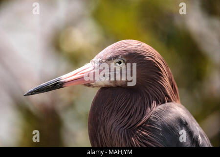 Little Blue heron Egretta caerulea Grünfutter für Essen zu Barefoot Beach in Bonita Springs, Florida. Stockfoto