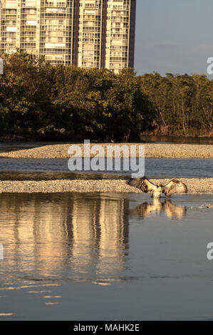 Osprey Raubvogel Pandion haliaetus über das Wasser fliegen nach Baden in Clam Pass in Naples, Florida in den Morgen. Stockfoto