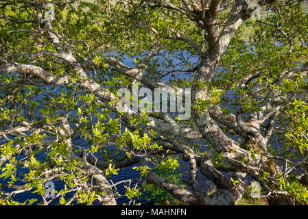 In der Nähe der waterside Eiche in Moosen und mit neuen grünen Blättern bedeckt. Eine Eiche in Snowdonia, North Wales. Stockfoto