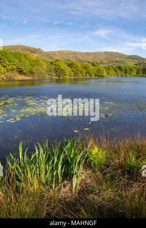 Llyn Tecwyn Isaf, einem natürlichen See in den Bergen in der Nähe von Harlech, North Wales. Frühlingssonne auf der grünen Landschaft rund um den See. Stockfoto