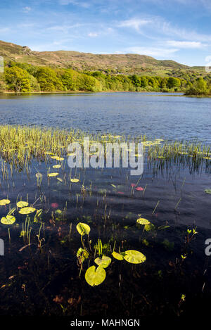 Llyn Tecwyn Isaf, einem natürlichen See in den Bergen in der Nähe von Harlech, North Wales. Frühlingssonne auf der grünen Landschaft rund um den See. Stockfoto