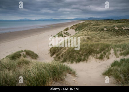 Sanddünen bei Harlech Strand, Snowdonia, North Wales. Ein bewölkter Tag im späten Frühjahr. Stockfoto