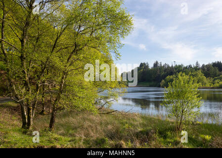 Llyn Tecwyn Isaf, einem natürlichen See in den Bergen in der Nähe von Harlech, North Wales. Frühlingssonne auf der grünen Landschaft rund um den See. Stockfoto