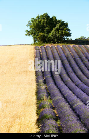 Schöne lavendelfeld und ein Weizenfeld in der Provence an einem sonnigen Sommertag Stockfoto
