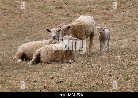 Eine Gruppe von mutterschafe mit ein neugeborenes Lamm im Frühling in ein Feld auf einem Bauernhof Stockfoto