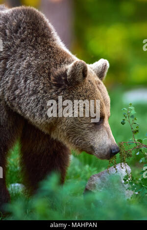 Porträt eines großen braunen Bär fotografiert sich in der Finnischen Taiga Stockfoto