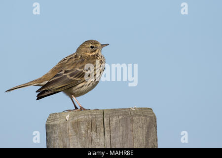 Wiese Pieper Stockfoto