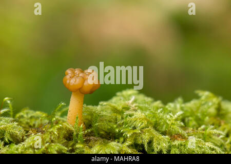 Gummibärchens Pilz (Leotia lubrica) wachsende aus Moos im Wald. Tipperary, Irland Stockfoto