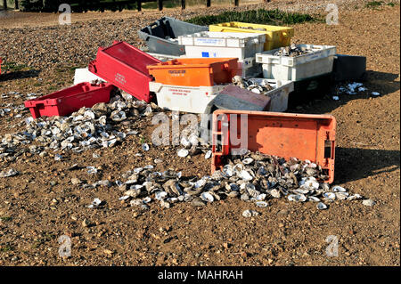 Schachteln von weggeworfenen Oyster Muscheln am Strand Whitstable, Kent, Großbritannien Stockfoto