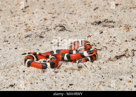 Scarlet Kingsnake (Lampropeltis elapsoides) Stockfoto