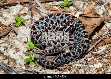 Dusky Pygmy Klapperschlange (Sistrurus miliarius barbouri) Stockfoto