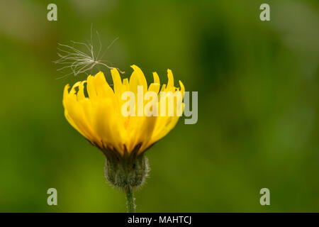 Nahaufnahme von Löwenzahn Blumen mit einem flaum am grünen Feld vor unscharfen Hintergrund Stockfoto