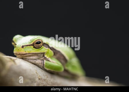 Tropical Green Tree Frog auf einem Zweig vor dunklem Hintergrund. Stockfoto