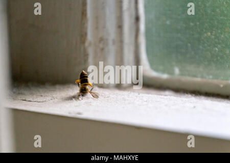 Eine gelbe Jacke Hornet liegt tot und gebrochen an einem alten Fensterbänke Stockfoto